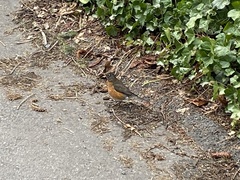 Turdus migratorius propinquus