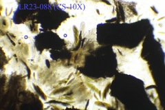 Dothideomycetes