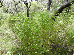 Hakea benthamii
