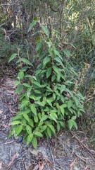 Pomaderris aspera