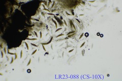 Dothideomycetes