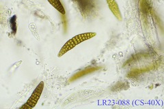 Dothideomycetes