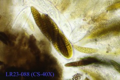Dothideomycetes