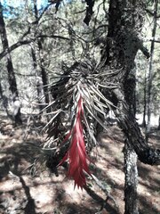 Tillandsia erubescens