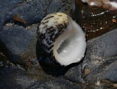 Nerita chamaeleon