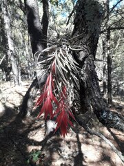 Tillandsia erubescens