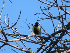 Parus major