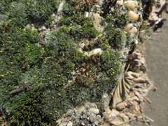 Grimmia pulvinata