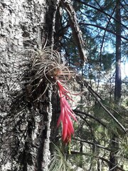 Tillandsia erubescens