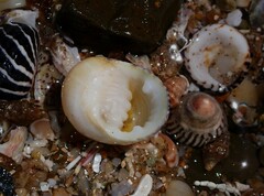 Nerita plicata