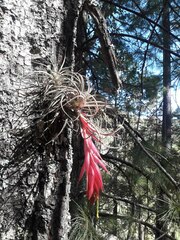 Tillandsia erubescens