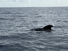 Globicephala melas