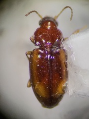 Elaphropus anceps