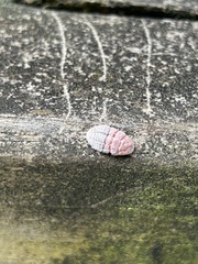 Coelostomidia