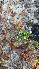 Houstonia procumbens