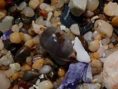 Purpuradusta gracilis