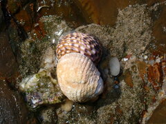 Nerita plicata