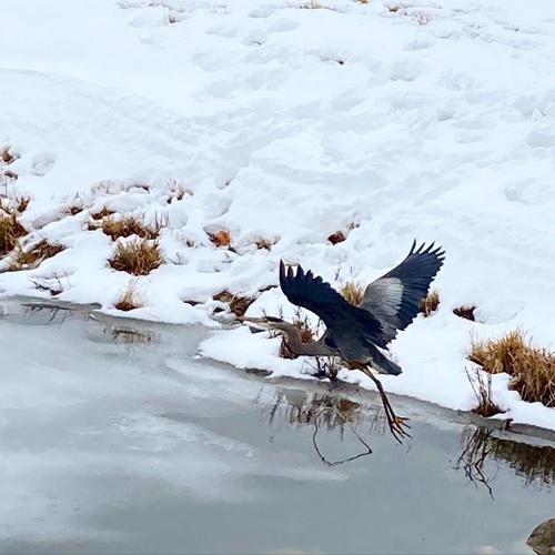 Great Blue Heron photographed in Indiana