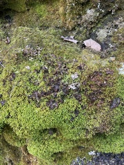 Peltigera polydactylon