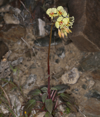 Chylismia claviformis lancifolia