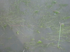 Zannichellia palustris