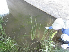 Zannichellia palustris