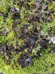 Peltigera polydactylon