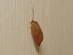 Drepanacra binocula