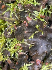 Peltigera polydactylon