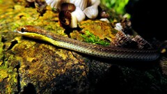 Echinanthera cephalostriata