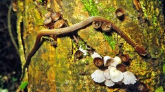 Echinanthera cephalostriata