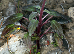 Chylismia claviformis lancifolia