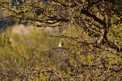 Anairetes flavirostris