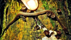 Echinanthera cephalostriata
