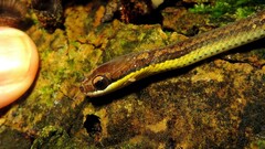 Echinanthera cephalostriata
