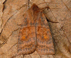 Eupsilia tristigmata