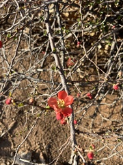 Chaenomeles speciosa