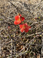 Chaenomeles speciosa