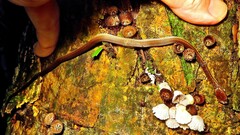 Echinanthera cephalostriata