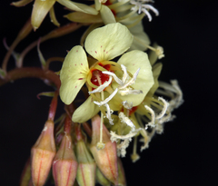 Chylismia claviformis lancifolia