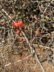 Chaenomeles speciosa