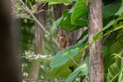 Attila spadiceus