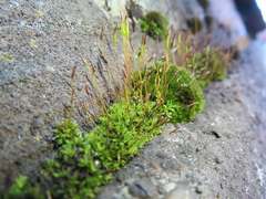 Tortula muralis muralis