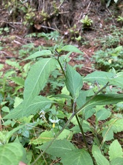 Solanum macrotonum