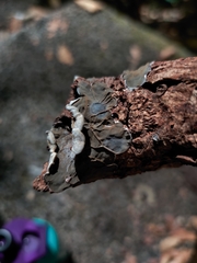 Auricularia brasiliana
