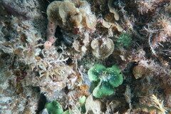 Dictyosphaeria sericea