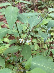 Solanum macrotonum