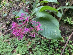 Fuchsia paniculata