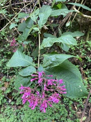 Fuchsia paniculata