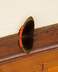 Biblis hyperia